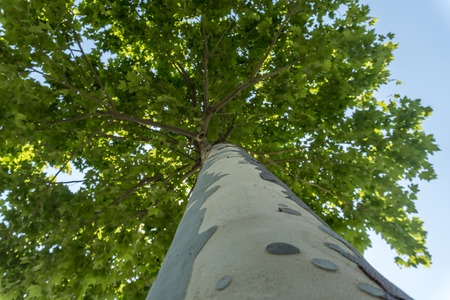 High Plane tree with green leaves View from bottom.の写真素材