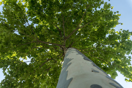 High Plane tree with green leaves View from bottom.の写真素材
