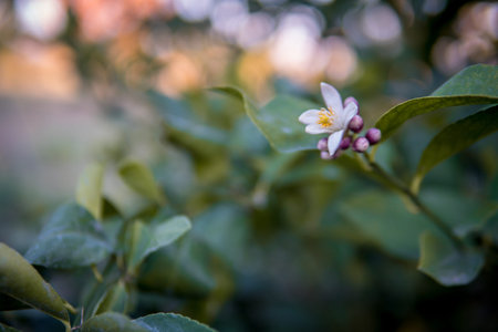 Branch of a lemon tree with blossom on a lemon tree. Close up shot.