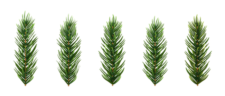 Set of realistic spruce or pine branch leaf. High detailed vector illustration.のイラスト素材