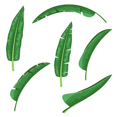 Banana tropical leaf with watercolor hand drawn style design. High detailed vector illustration.のイラスト素材