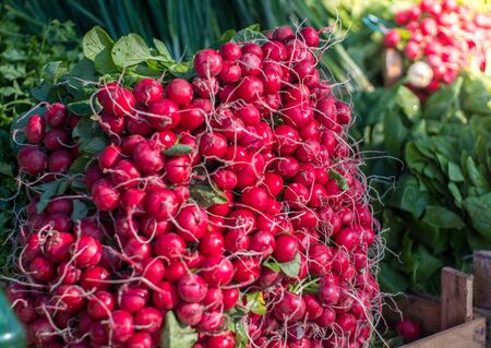 Group of or Freshly harvested, red radish. Stack of Vibrant red radish on market or bazar with green leaves in background.の写真素材