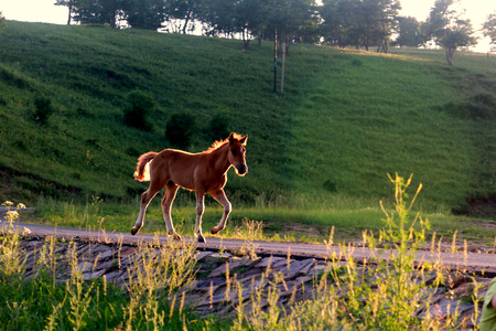 A running horse.の写真素材