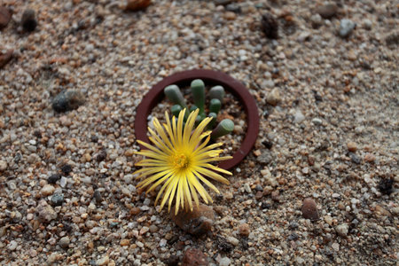 Lonely flowerの写真素材