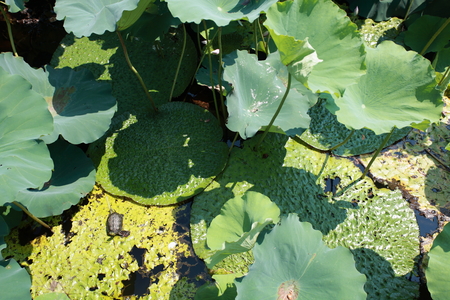 Lotus leafの写真素材