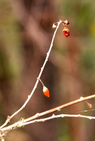 Autumn tree branchの写真素材