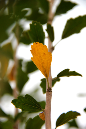 Autumn leavesの写真素材
