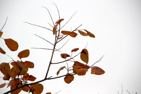 Autumn leavesの写真素材