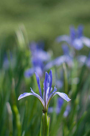 A closeup photo of a nice blue flower. It is growing in the meadow surrounded by fresh green grass. An insect ant is climbing on the flower with pastel blue petals. Like water colors paint.の写真素材