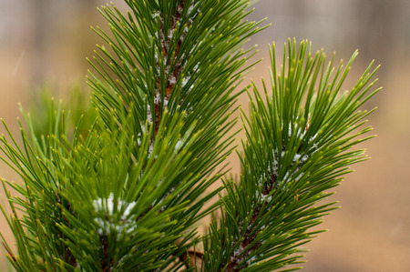 First snow flakes on a branch of green fresh fir tree. It will be Christmas time soon. Winter is coming. Close up image.の写真素材