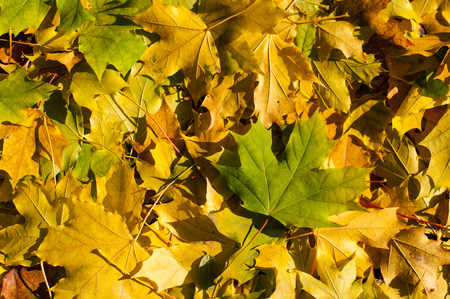 Golden yellow and green leaves of a maple tree on the ground. It is autumn season. Leaves cover soil in parks and forests. A beautiful natural carpet.の写真素材