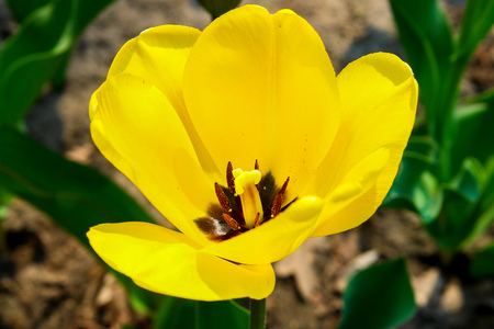 Flower of a yellow tulip or glass lampshade. Grows in a botanic garden. Nature and relaxation. Dutch tulips.の写真素材