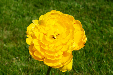 Flower of a yellow tulip or glass lampshade. Grows in a botanic garden. Nature and relaxation. Dutch tulip with many petals.の写真素材