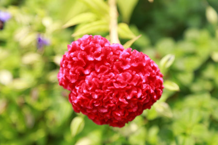 Red Flowers