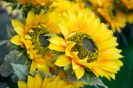 Sunflower Backgroundの写真素材