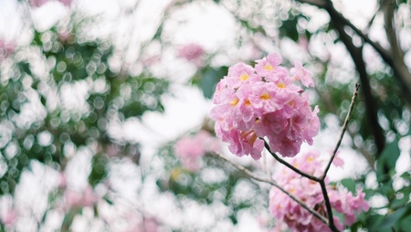 Pink Flower with bokeh vintageの素材