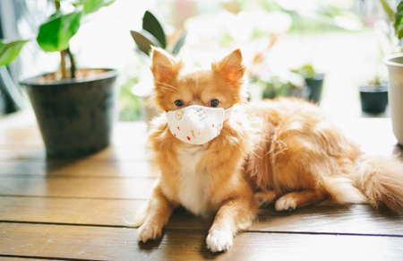 Adorable chihuahua dog wearing mask for protect a pollution or disease and looking at the camera in home on a background of green trees.Concept of care, education, obedience training, raising pets.の写真素材
