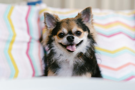 Adorable chihuahua black color sitting on sofa and smile looking at camera in living room at home.の写真素材