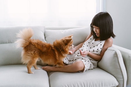 Portrait of cute little girl doing chihuahua dog obedience training classes with her pet, look at the dessert on owner hand,friendship between child and dog, Dog training concept.の写真素材