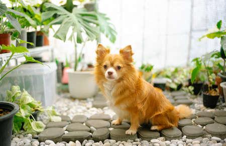 Portrait of adorable chihuahua looking at camera and sitting with variegated plants in greenhouse.の写真素材