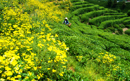 Picking tea leavesのeditorial素材