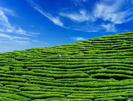 Tea-picking at tea gardenのeditorial素材