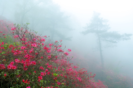 azalea flower & tree in mistの写真素材