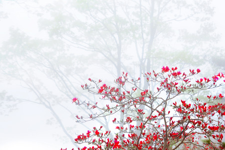 Azalea flower in mistの写真素材