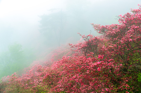 sea of Azalea in mistの写真素材