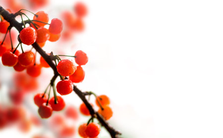 Cherry