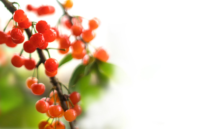 Cherryの写真素材