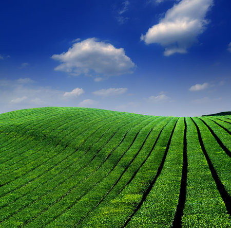 Tea plantation
