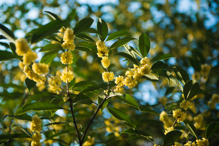 Sweet-scented osmanthusの写真素材