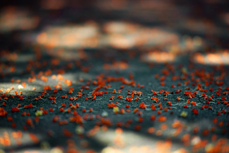 Golden sweet scented osmanthusの写真素材