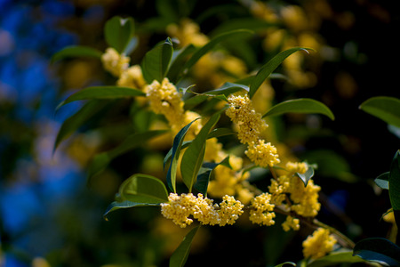 Sweet-scented osmanthusの写真素材