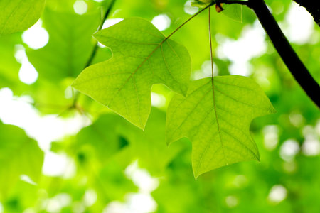 Mandarin tree