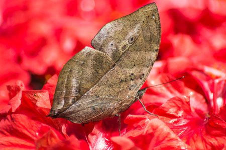 butterfly mimics a leaf on a background of red flowersの写真素材