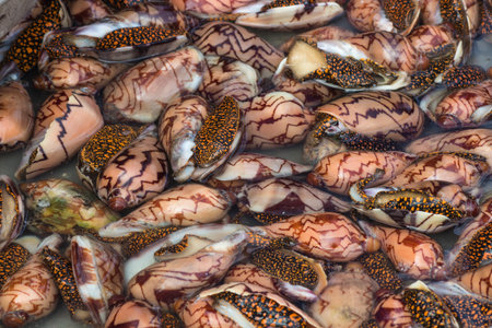 fresh clams with patterned shells on the marketの写真素材