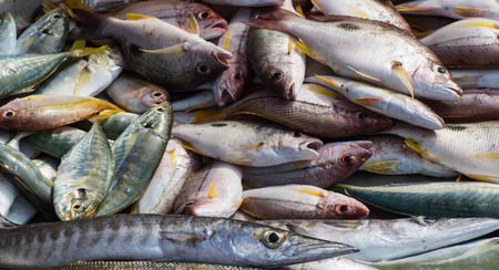 different types of sea fish on the marketの写真素材