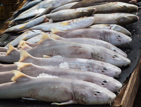small sharks in the fish market in Vietnamの写真素材