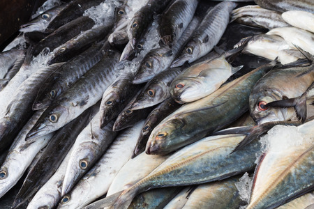 Fresh barracuda fish on ice in the marketの写真素材