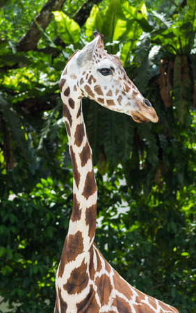 young giraffe at the zoo in Malaysiaの写真素材