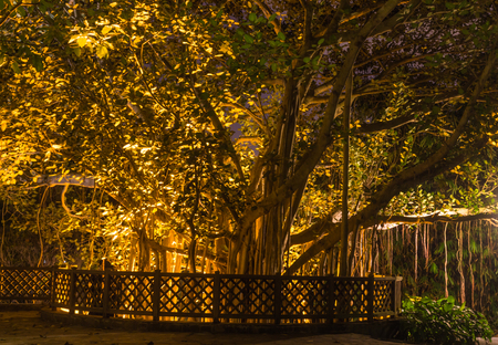 decorative night lighting  on a large tree in botany gardenの写真素材