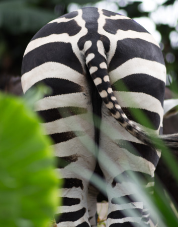 a bottom of the zebra in a zoo of Singaporeの写真素材