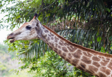 young giraffe at the zoo in Singaporeのeditorial素材