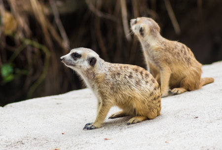 a pair of meerkats in a zoo of Singaporeのeditorial素材
