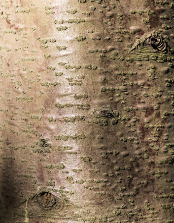 brown and red  tree bark texture  with sunlightの写真素材