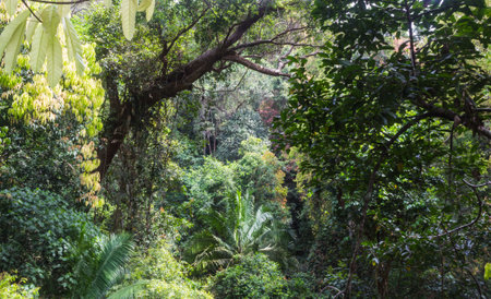 green  jungle of the national park in Malaysia