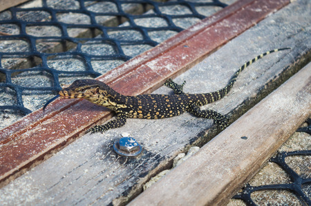 small monitor  lizard  in the marine parkの写真素材