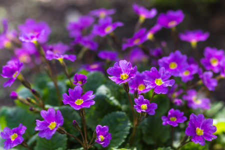 primrose blooming in the botanical garden in springの写真素材